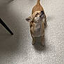 dog, small_dog, tan_dog, indoor, floor, speckled_floor, tail, closed_eyes, standing, pet, animal, canine, happy, content, chair_leg, shadow, fur, paw, domestic, companion