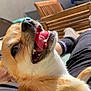 dog, tongue, outdoor, sunlight, happy, pet, canine, fur, animal, relaxing, lap, wooden_chair, smiling, closeup, daylight, domestic_animal, playful, companion, resting, summer