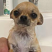 Tiki participe au concours pour gagner de l'argent avec cette photo : dog, chihuahua, wet, bath, shampoo, faucet, pet, small_dog, animal, cute, closeup, hand, indoor, looking, face, fur, expression, water, canine, mammal