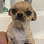 dog, chihuahua, wet, bath, shampoo, faucet, pet, small_dog, animal, cute, closeup, hand, indoor, looking, face, fur, expression, water, canine, mammal
