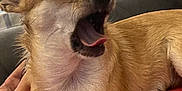 Tiki a rejoint le concours — aidez-le/la à gagner de superbes lots ! dog, chihuahua, yawning, pet, small_dog, tan_fur, indoor, lap, resting, cozy, person_hand, fur, mouth_open, tongue, closed_eyes, couch, red_sweater, relaxed, animal, cute