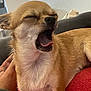 dog, chihuahua, yawning, pet, small_dog, tan_fur, indoor, lap, resting, cozy, person_hand, fur, mouth_open, tongue, closed_eyes, couch, red_sweater, relaxed, animal, cute