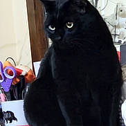 Shawdow joined the competition — help win amazing prizes! animal, black_cat, cat, closeup, curious, desk, domestic_cat, eyes, feline, fur, home, indoor, office_supplies, pen_holder, pet, scissors, sitting, stationery, table, whiskers