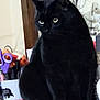 animal, black_cat, cat, closeup, curious, desk, domestic_cat, eyes, feline, fur, home, indoor, office_supplies, pen_holder, pet, scissors, sitting, stationery, table, whiskers