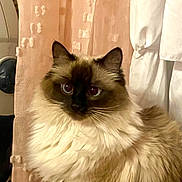 Mocha is registered to the contest to win money with this photo: animal, brown, cat, closeup, curtain, cute, domestic, ears, eyes, feline, fluffy, fur, indoor, long_hair, pet, portrait, sitting, soft, whiskers, white