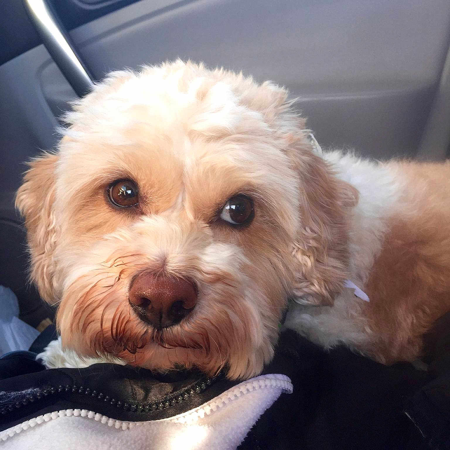 Toby