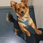 Rio participe au concours pour gagner de l'argent avec cette photo : animal, blue_harness, companion, curious, cute, dog, domestic, ears, floor, foot, furry, indoor, looking_up, pet, shadow, small_dog, sock, standing, tail, tile_floor