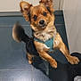 animal, blue_harness, companion, curious, cute, dog, domestic, ears, floor, foot, furry, indoor, looking_up, pet, shadow, small_dog, sock, standing, tail, tile_floor