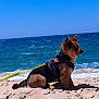 Rio participe au concours pour gagner de l'argent avec cette photo : dog, beach, sand, ocean, waves, blue_sky, harness, leash, sitting, pet, outdoor, canine, sunny, water, sea, animal, nature, vacation, relaxation, side_view
