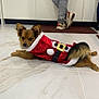 dog, pet, animal, indoor, floor, marble_floor, clothing, costume, santa_outfit, holiday, festive, brown_dog, small_dog, person, jeans, sneakers, kitchen, cabinet, relaxed, cute