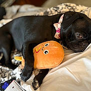 Athena is registered to the contest to win money with this photo: dog, black_dog, plush_toy, bed, blanket, sleeping, collar, cute, pet, animal, cozy, indoor, resting, paw, toy, snuggling, fur, closeup, relaxed, companion