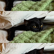 Oscar is registered to the contest to win money with this photo: black_cat, cat, animal, pet, feline, blanket, green_blanket, white_bedding, bed, cozy, indoors, close_up, golden_eyes, peeking, cuddly, fluffy, sleeping_area, portrait, photo_collage, vertical_composition