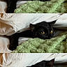 black_cat, cat, animal, pet, feline, blanket, green_blanket, white_bedding, bed, cozy, indoors, close_up, golden_eyes, peeking, cuddly, fluffy, sleeping_area, portrait, photo_collage, vertical_composition