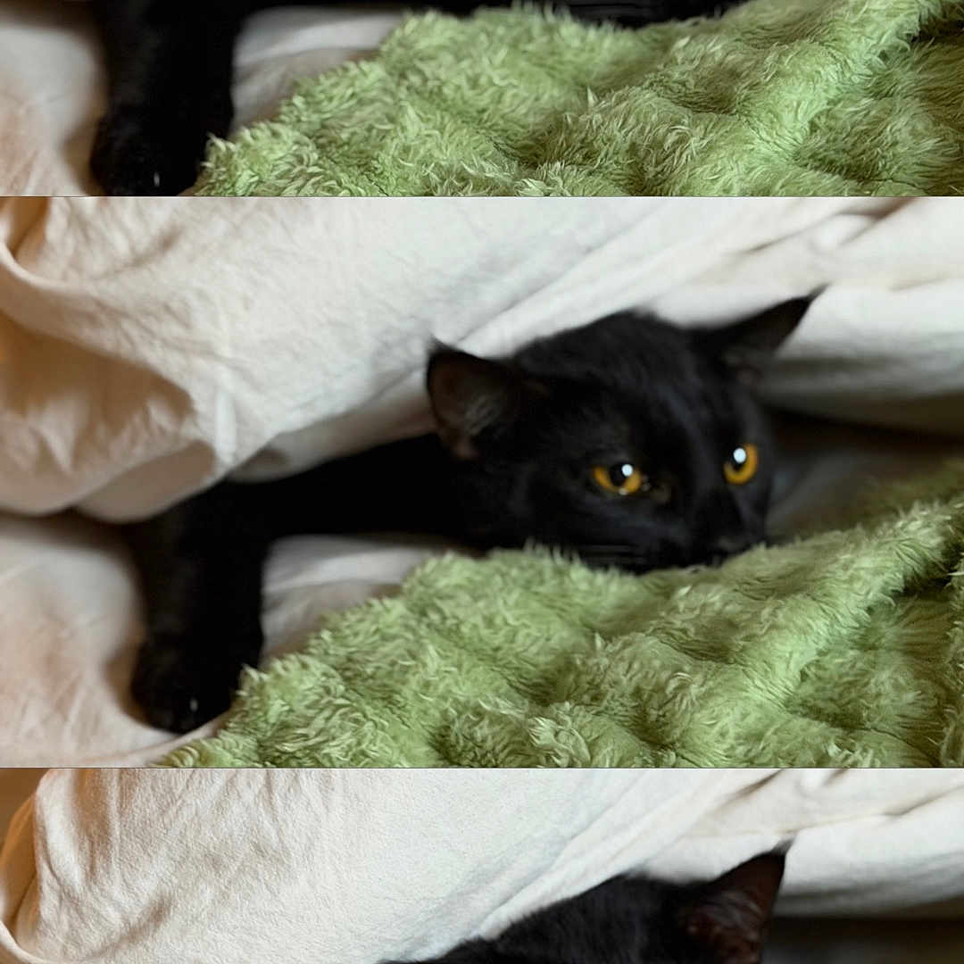Oscar