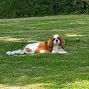 Vayana participe au concours pour gagner de l'argent avec cette photo : dog, grass, outdoor, pet, animal, canine, nature, greenery, laying_down, brown_fur, white_fur, sunlight, leafy_background, calm, mammal, field, summer, resting, domestic_animal, park