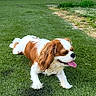 Vayana participe au concours pour gagner de l'argent avec cette photo : dog, cavalier_king_charles_spaniel, grass, outdoor, pet, animal, panting, tongue_out, lying_down, brown_and_white, fur, sunny_day, nature, canine, mammal, greenery, relaxing, happy, portrait, companion