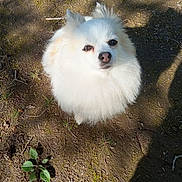 Zena is registered to the contest to win money with this photo: dog, white, fluffy, outdoor, grass, dirt, shadow, animal, pet, curious, sunlight, nature, small_dog, ears, face, nose, eyes, standing, ground, daylight