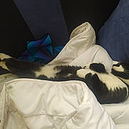 Doudou a rejoint le concours — aidez-le/la à gagner de superbes lots ! animal, black_and_white, blanket, cat, comfort, couch, cozy, cute, domestic, feline, fur, indoor, nap, paws, pet, relaxation, resting, sleeping, soft, whiskers