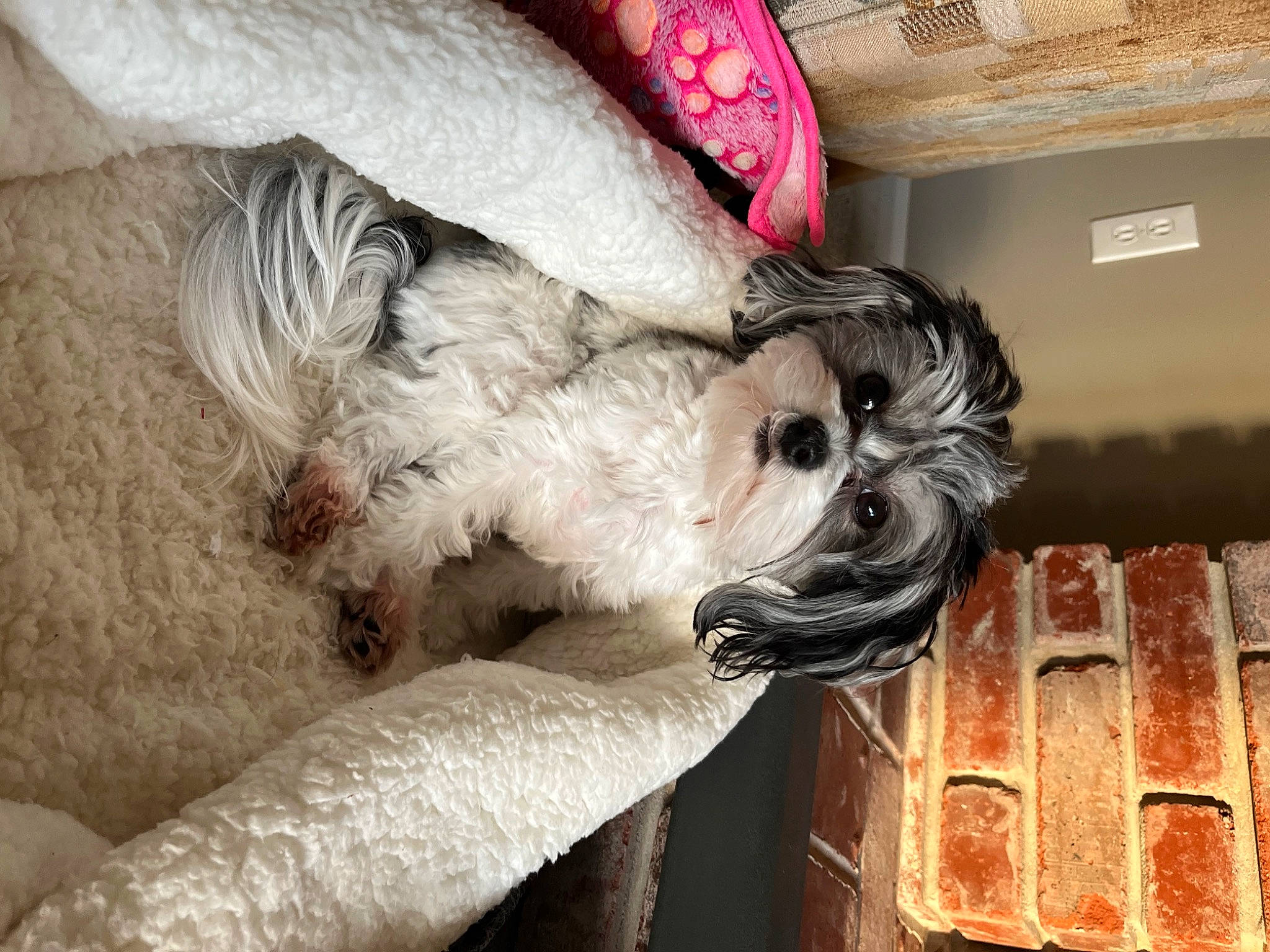 Lucy is registered to the contest to win money with this photo: canidae, carnivore, comfort, companion_dog, couch, dog, dog_breed, dog_supply, fawn, felidae, fur, liver, pet_supply, schnauzer, snout, sporting_group, tail, terrier, wood, working_animal
