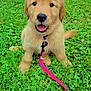 Ellie joined the competition — help win amazing prizes! animal, canine, collar, cute, dog, field, fluffy, golden_retriever, grass, greenery, happy, leash, nature, outdoor, pet, playful, puppy, sitting, summer, young