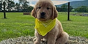 Ellie is registered to the contest to win money with this photo: adorable, animal, cloudy_sky, cute, field, fur, golden_retriever, grass, greenery, hay_bale, landscape, nature, outdoor, peaceful, pet, puppy, rural, sitting, yellow_bandana, young_dog