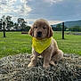 adorable, animal, cloudy_sky, cute, field, fur, golden_retriever, grass, greenery, hay_bale, landscape, nature, outdoor, peaceful, pet, puppy, rural, sitting, yellow_bandana, young_dog
