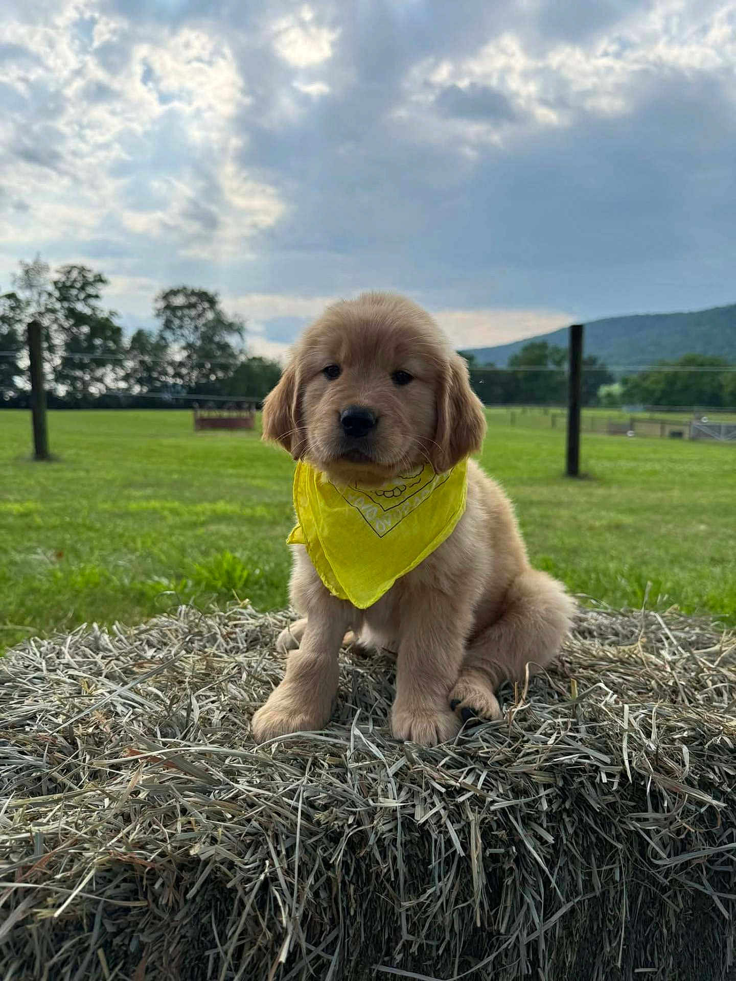 Ellie