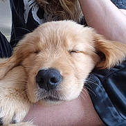 Ellie joined the competition — help win amazing prizes! adorable, animal, close_up, comfort, companion, cute, dog, fur, golden_retriever, human, indoor, lap, nose, paw, pet, puppy, relaxation, rest, sleeping, soft