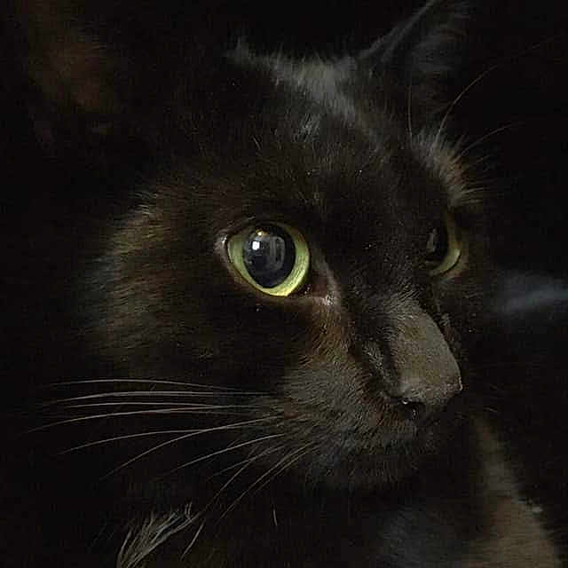 Kaspar joined the competition — help win amazing prizes! black, black_cat, bombay, carnivore, cat, close_up, domestic_long_haired_cat, domestic_short_haired_cat, eye, felidae, fur, iris, kitten, mammal, nebelung, norwegian_forest_cat, small_to_medium_sized_cats, snout, whiskers