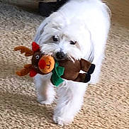 Tucker is registered to the contest to win money with this photo: dog, white_dog, plush_toy, reindeer_toy, carpet, indoor, pet, toy_in_mouth, walking, cute, furry, small_dog, playful, animal, holiday_toy, living_room, fun, domestic_animal, pet_toy, fluffy