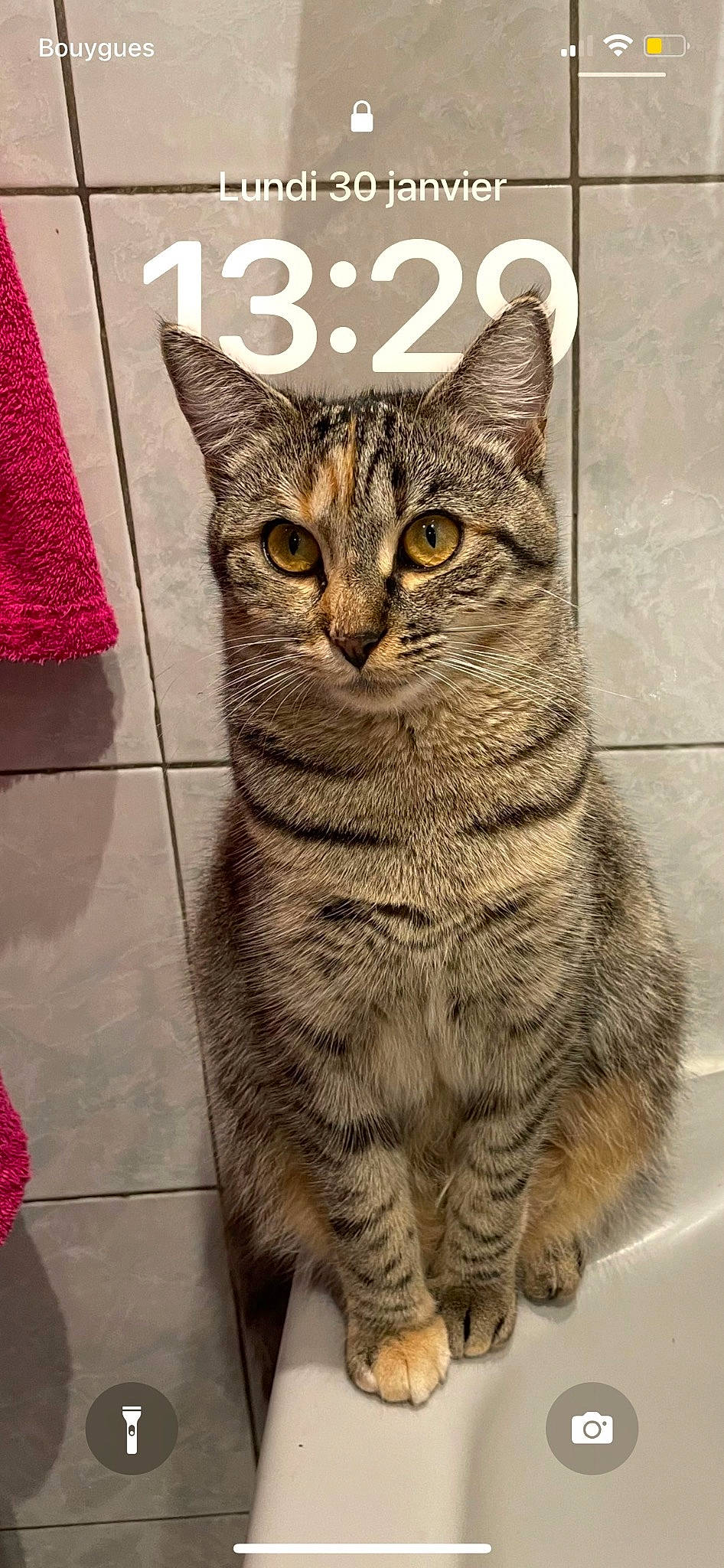 Roxie a rejoint le concours — aidez-le/la à gagner de superbes lots ! carnivore, cat, domestic_short_haired_cat, felidae, fur, magenta, pattern, paw, rectangle, small_to_medium_sized_cats, snout, tail, terrestrial_animal, whiskers, wildlife