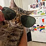 cat, tabby_cat, sunglasses, aviator_sunglasses, pet, indoor, kitchen, refrigerator, colorful_drawings, hand, fur, whiskers, cute, close_up, animal, domestic_cat, portrait, funny, fashion, household
