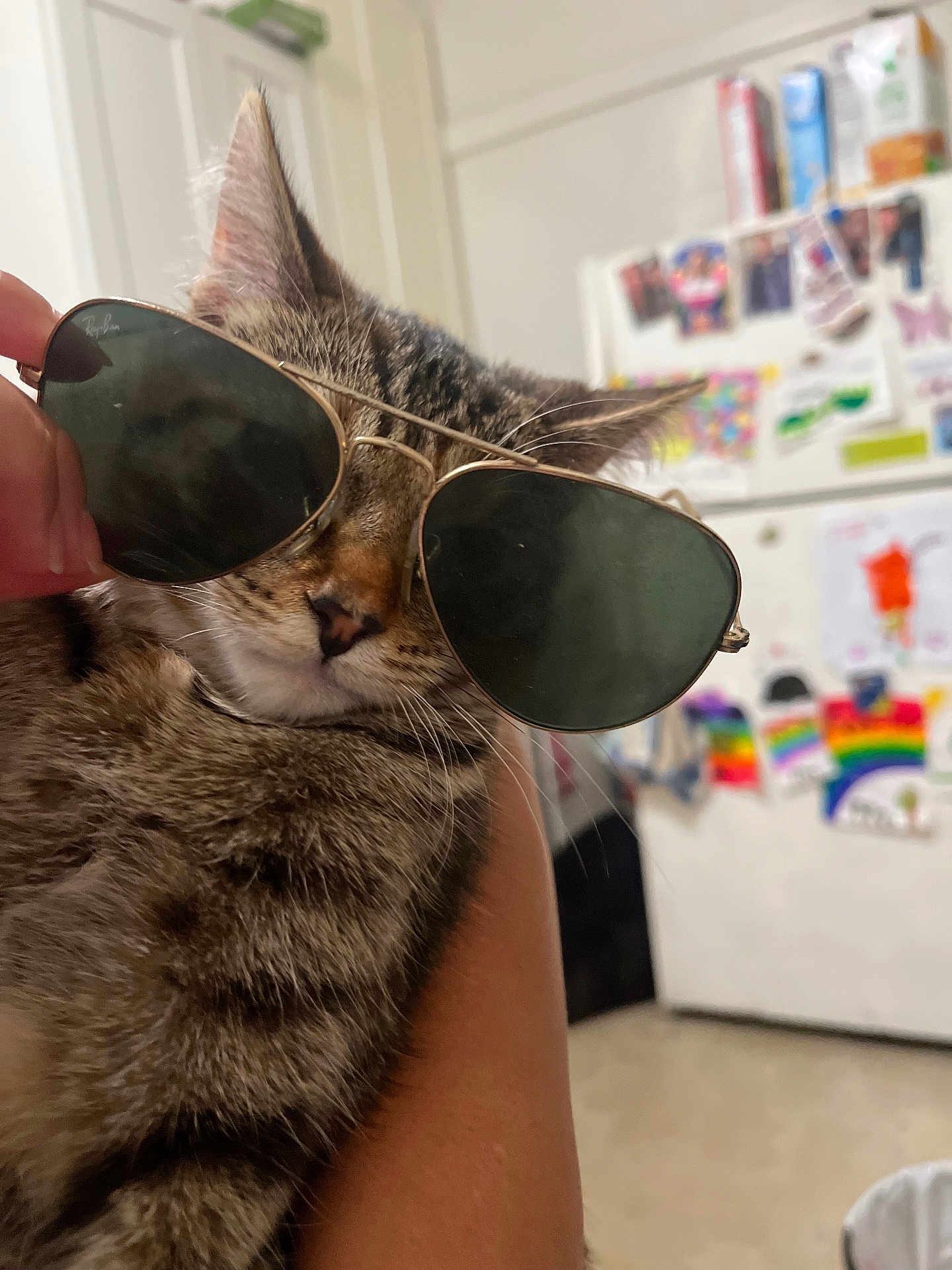 Cali joined the competition — help win amazing prizes! cat, tabby_cat, sunglasses, aviator_sunglasses, pet, indoor, kitchen, refrigerator, colorful_drawings, hand, fur, whiskers, cute, close_up, animal, domestic_cat, portrait, funny, fashion, household