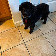 Roxie joined the competition — help win amazing prizes! dog, black_dog, floor, tile_floor, collar, heart_tag, indoor, kitchen, cabinet, door, curious, pet, animal, fur, small_dog, standing, looking_up, household, domestic, companion