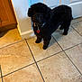 dog, black_dog, floor, tile_floor, collar, heart_tag, indoor, kitchen, cabinet, door, curious, pet, animal, fur, small_dog, standing, looking_up, household, domestic, companion