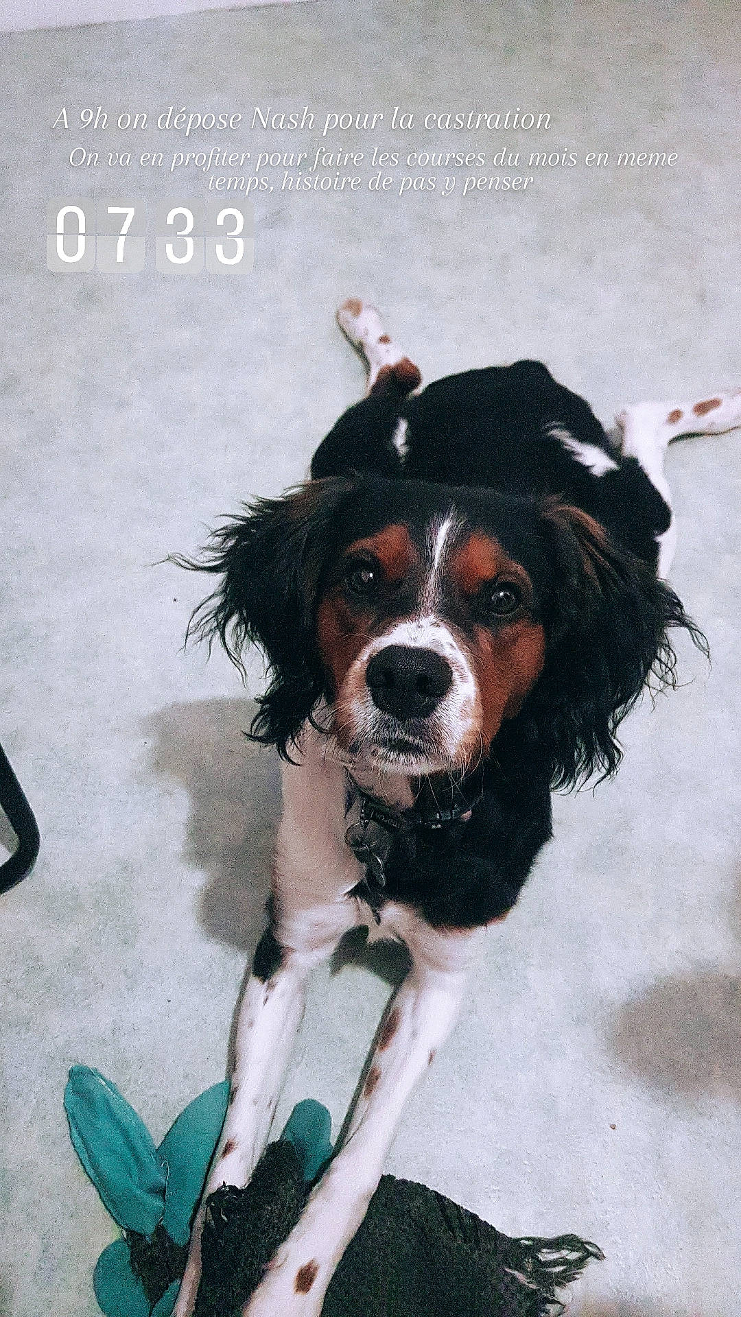 Nash a rejoint le concours — aidez-le/la à gagner de superbes lots ! canidae, carnivore, cavalier_king_charles_spaniel, collar, companion_dog, dog, dog_breed, dog_collar, dog_supply, door, fawn, fur, gun_dog, liver, snout, spaniel, sporting_group, toy_dog, working_animal, working_dog