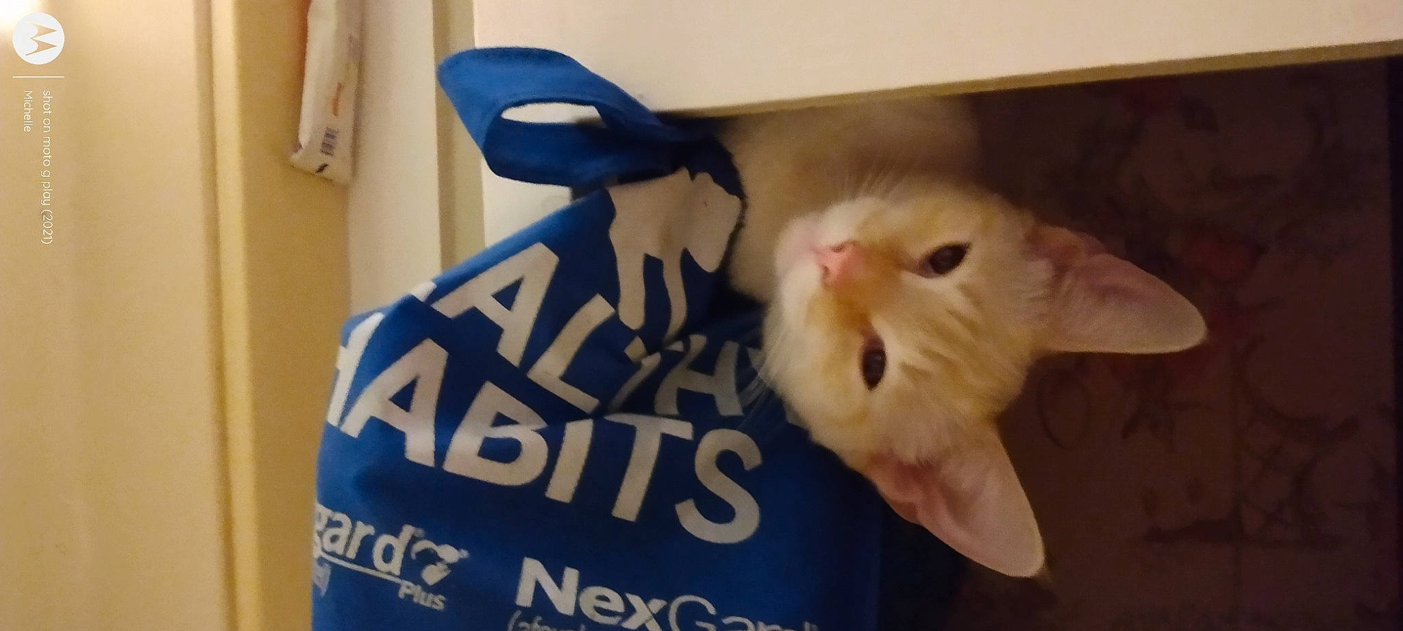 Sakura joined the competition — help win amazing prizes! carnivore, cat, cat_supply, domestic_short_haired_cat, electric_blue, fang, felidae, font, fur, packaging_and_labeling, paper, paper_bag, paper_product, paw, photo_caption, room, small_to_medium_sized_cats, snout, tail, whiskers