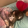 Trixy is registered to the contest to win money with this photo: bed, blanket, cat, comfort, cozy, cute, domestic_animal, feline, fur, heart_shaped_pillow, indoor, pet, pillow, relaxed, resting, sleeping_area, soft_texture, striped, tabby_cat, white_paws
