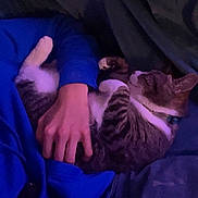 Trixy joined the competition — help win amazing prizes! blue_hoodie, casual_clothing, cat, collar, comfort, cozy, cuddling, domestic_animal, feline, hand, human_animal_interaction, indoor, person, pet, purple_light, relaxation, resting, sleeping_cat, soft_fabric, tabby_cat