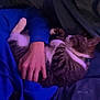 blue_hoodie, casual_clothing, cat, collar, comfort, cozy, cuddling, domestic_animal, feline, hand, human_animal_interaction, indoor, person, pet, purple_light, relaxation, resting, sleeping_cat, soft_fabric, tabby_cat