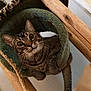 cat, tabby, wide_eyes, curious, cat_tree, wooden_structure, green_tunnel, indoor, pet, feline, whiskers, ears, fur, kitten, animal, playful, cozy, looking_up, close_up, domestic_cat