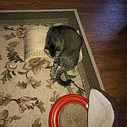 Bunn is registered to the contest to win money with this photo: cat, tabby_cat, scratching_post, toy, ball, rug, floral_pattern, wooden_floor, indoor, pet, feline, sleeping, curled_up, cozy, home, animal, fur, whiskers, relaxing, domestic