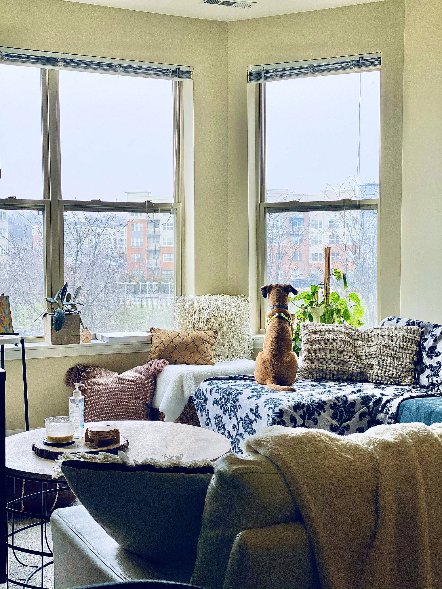 Cece joined the competition — help win amazing prizes! carnivore, ceiling, couch, daylighting, dog, dog_breed, fixture, furniture, grey, home, house, interior_design, living_room, room, shade, studio_couch, wall, window_covering, window_treatment