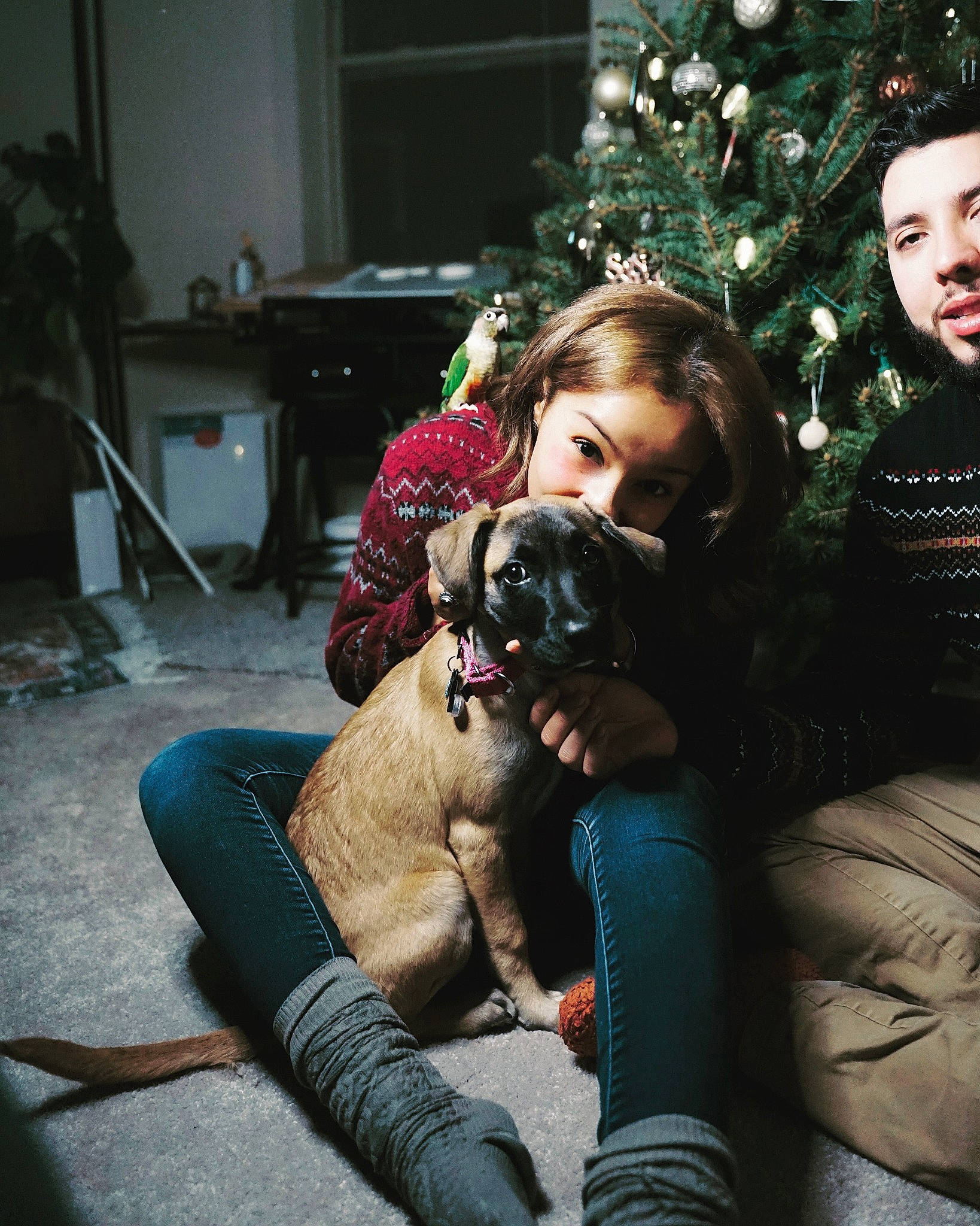 Cece joined the competition — help win amazing prizes! camera, canidae, carnivore, christmas, christmas_decoration, christmas_eve, christmas_ornament, christmas_tree, companion_dog, dog, dog_breed, fur, holiday, holiday_ornament, human, ornament, sporting_group, stuffed_toy, toy, toy_dog