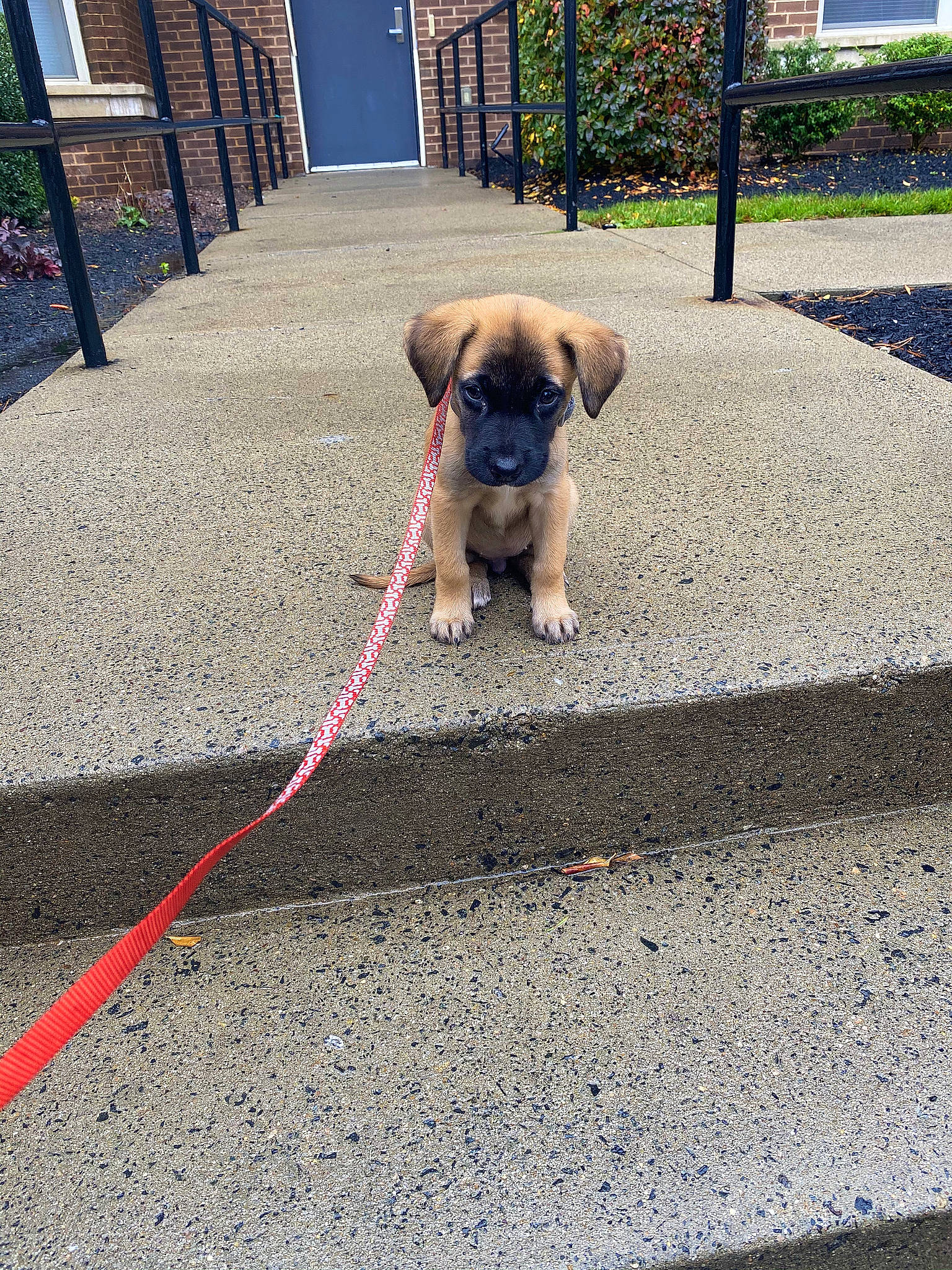 Cece is registered to the contest to win money with this photo: backyard, canidae, carnivore, collar, companion_dog, concrete, dog, dog_breed, fawn, leash, pet_supply, pug, puppy, shade, snout, sporting_group, tar, toy_dog, working_animal, yard