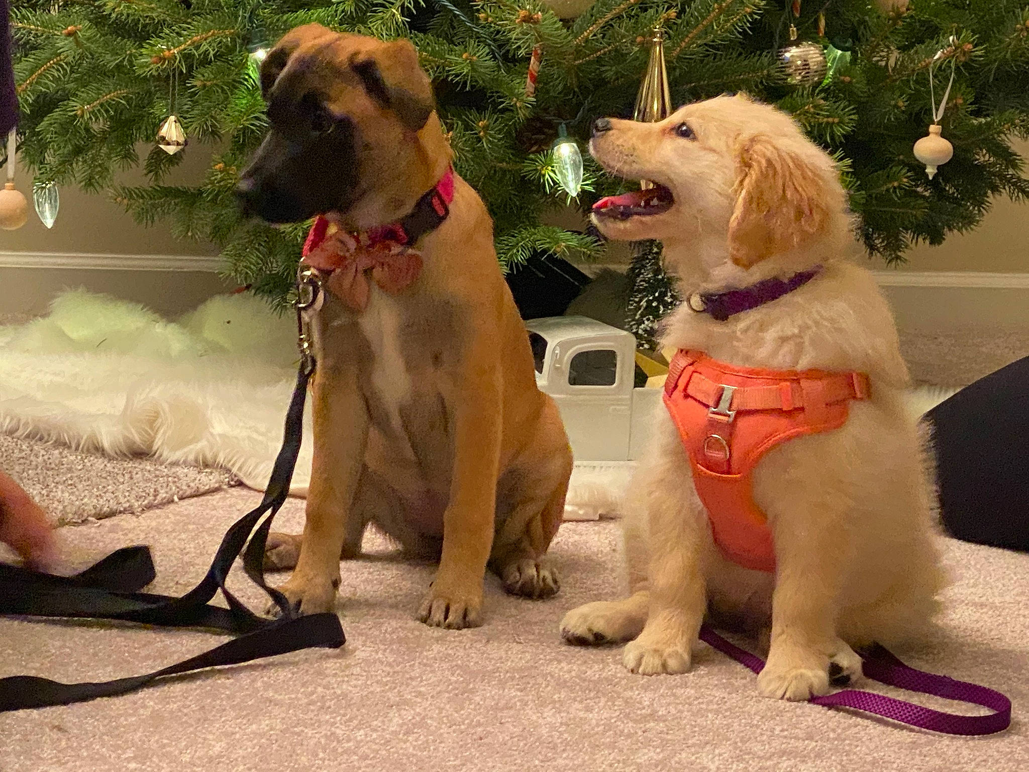 Cece joined the competition — help win amazing prizes! canidae, carnivore, christmas, christmas_decoration, collar, companion_dog, dog, dog_breed, dog_collar, dog_supply, fawn, fir, fur, hunting_dog, leash, pet_supply, snout, sporting_group, working_animal, working_dog