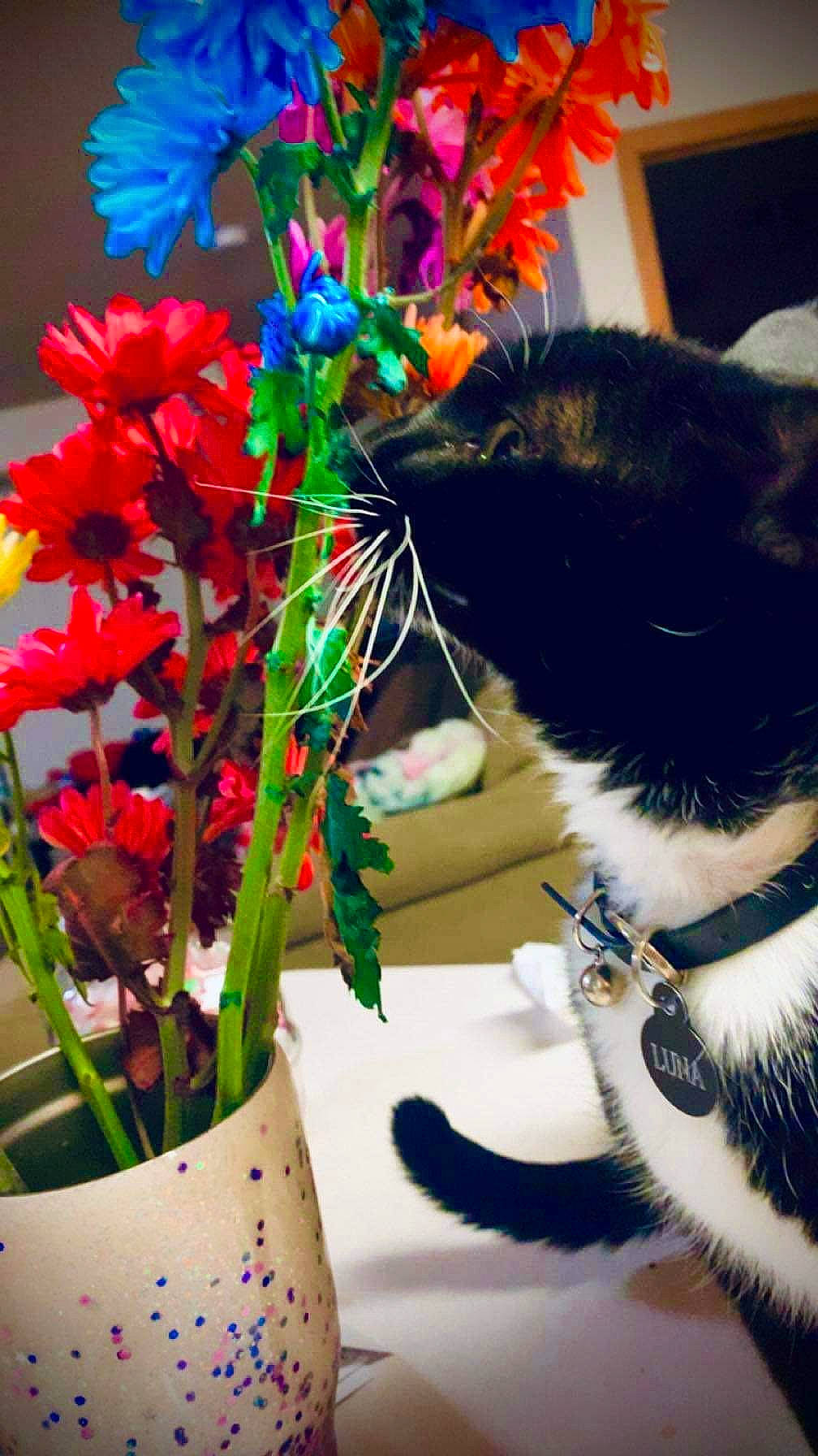 Lunatic is registered to the contest to win money with this photo: annual_plant, artificial_flower, blue, bouquet, carnivore, cat, creative_arts, cut_flowers, electric_blue, felidae, flower, flower_arranging, flowering_plant, flowerpot, petal, plant, terrestrial_plant, textile, vase, whiskers
