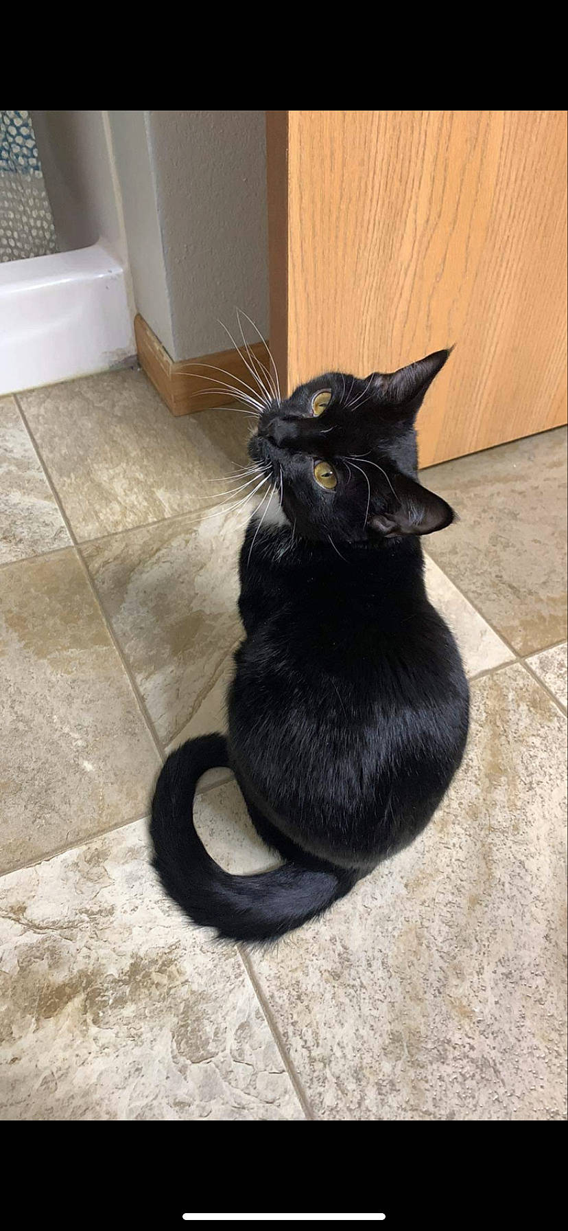 Lunatic joined the competition — help win amazing prizes! black_cat, bombay, carnivore, cat, claw, domestic_short_haired_cat, felidae, floor, flooring, fur, grey, hardwood, paw, pet_supply, small_to_medium_sized_cats, snout, tail, terrestrial_animal, whiskers, window