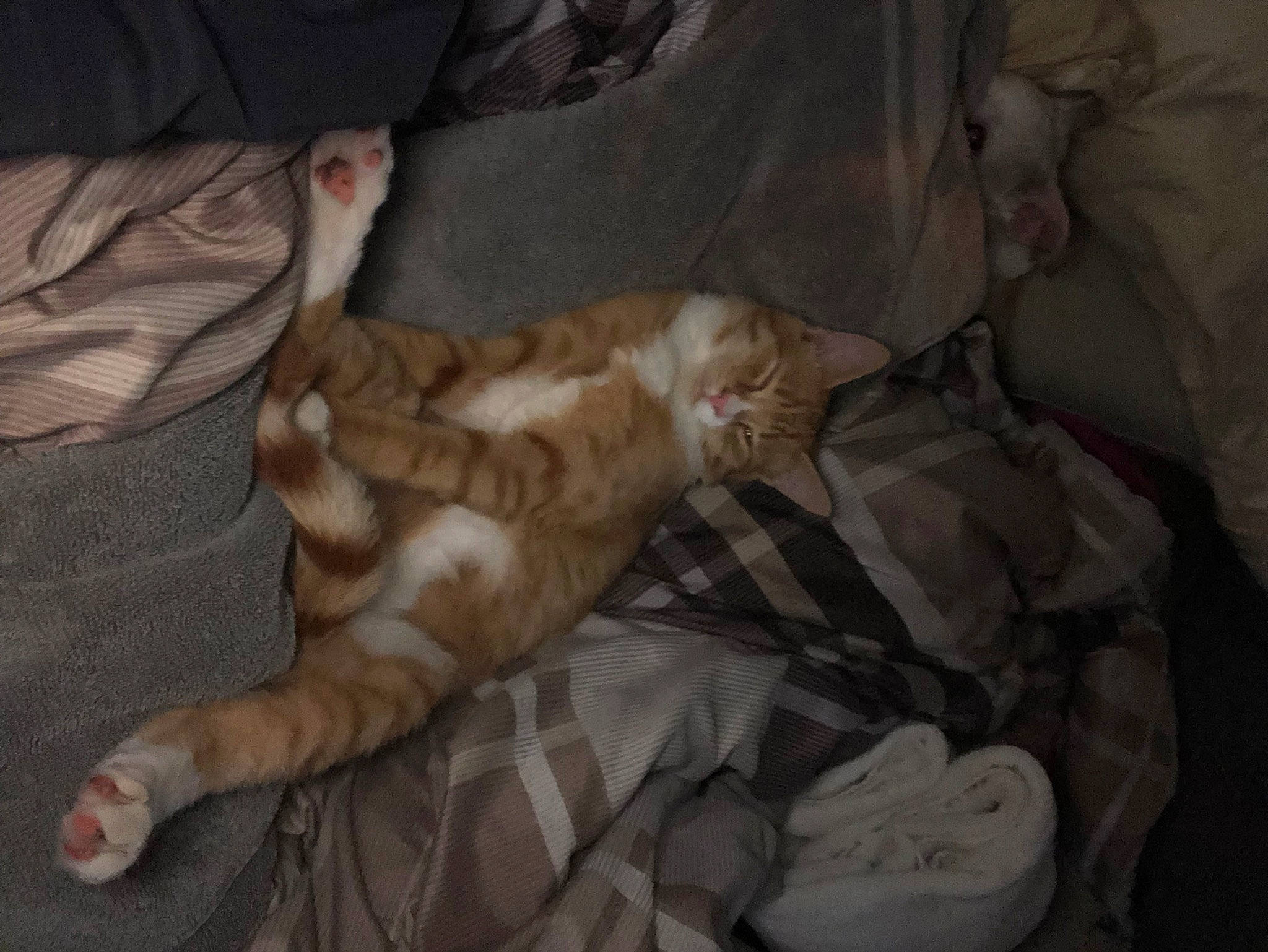 Alexander Hamilton is registered to the contest to win money with this photo: bed, brown, carnivore, cat, claw, comfort, domestic_short_haired_cat, fawn, felidae, fur, linens, nap, paw, small_to_medium_sized_cats, tail, terrestrial_animal, tree, whiskers, wood