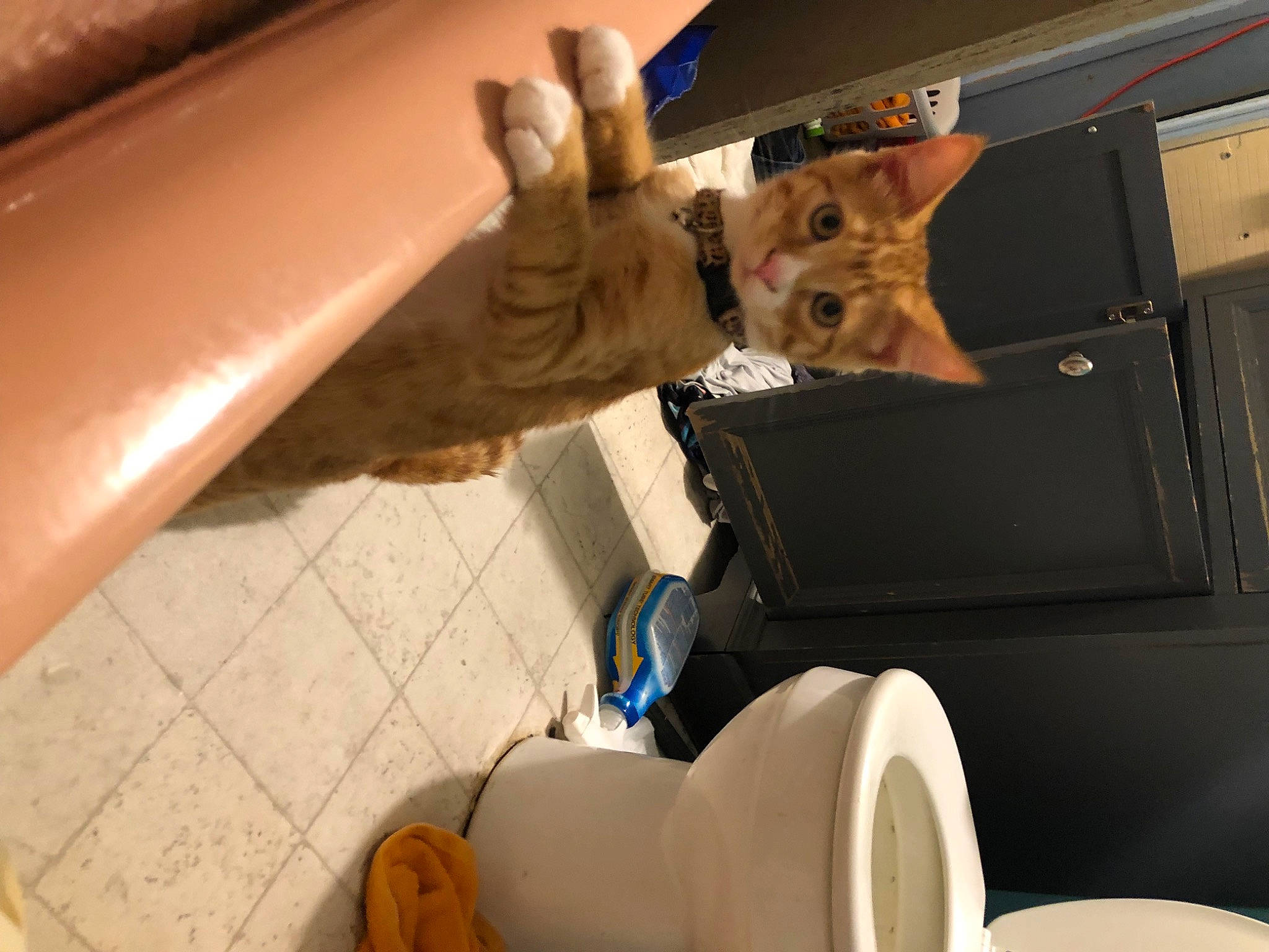 Alexander Hamilton joined the competition — help win amazing prizes! auto_part, automotive_design, automotive_exterior, automotive_tire, automotive_wheel_system, automotive_window_part, bumper, car_seat, cat, felidae, human_leg, machine, motor_vehicle, personal_luxury_car, small_to_medium_sized_cats, trunk, vehicle, vehicle_door, windshield, wood